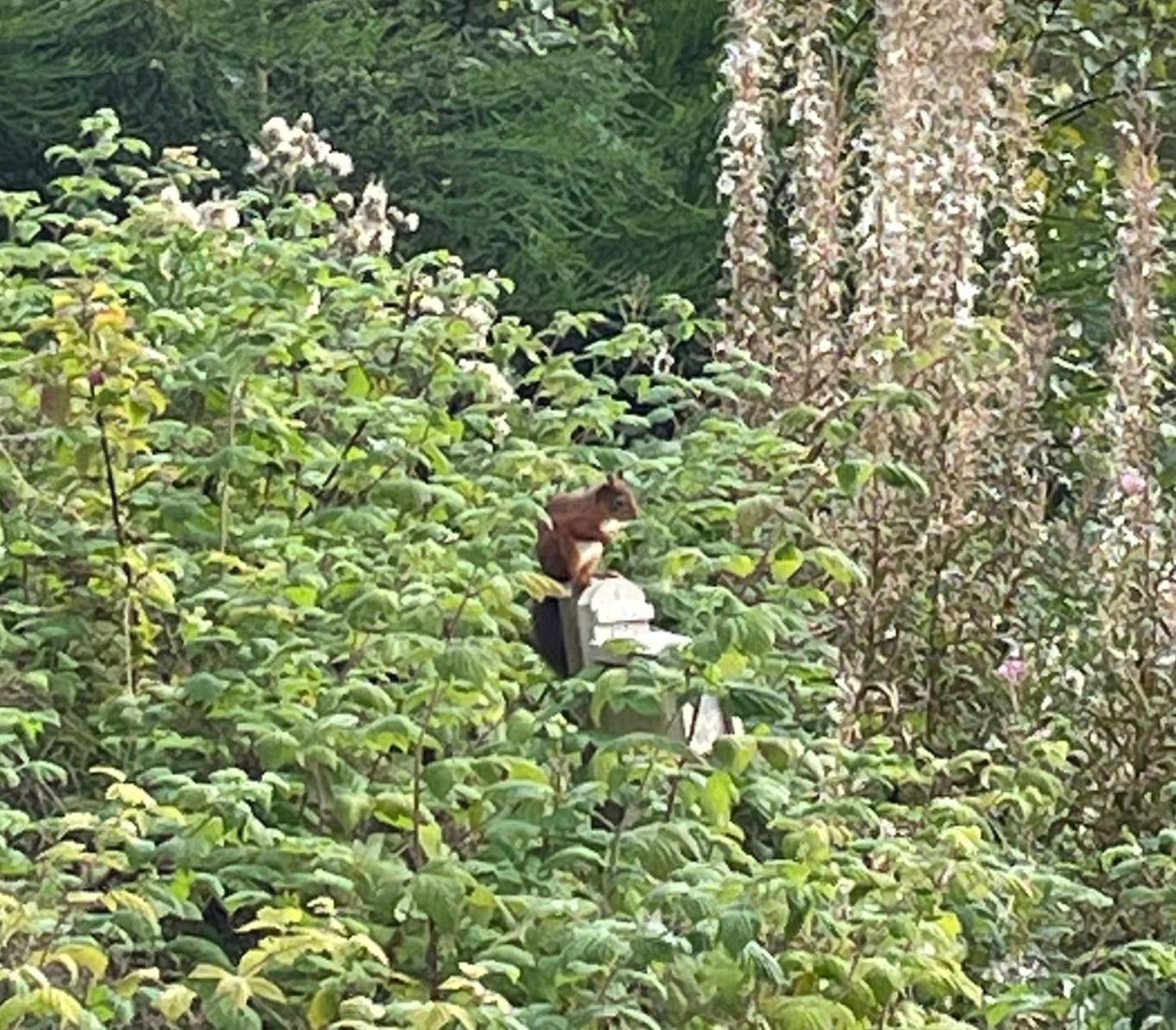 Red Squirrel Pod With Hot Tub Vila Oban Exterior foto